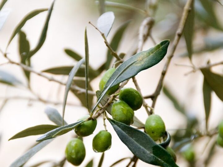 Leccino, monocultivar buono non solo per l’olio